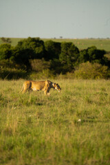 Female lion stalking prey in Maasai Mara National Park, Kenya