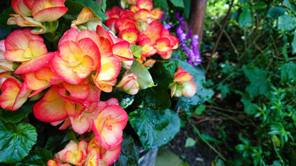 Vibrant orange and yellow flowers with green leaves