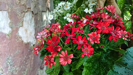 Red flowers with green leaves against rustic wall
