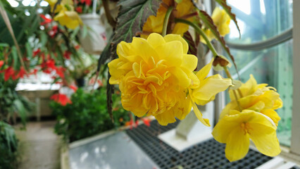 Yellow flower blooming in a greenhouse