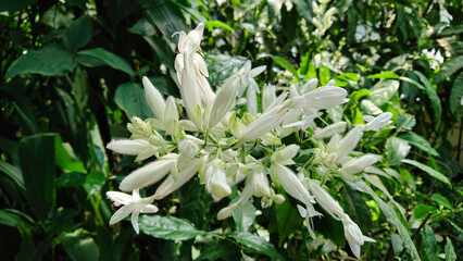 Obraz premium White flowers blooming in tropical garden