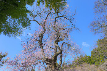 一関市千厩町の種蒔桜