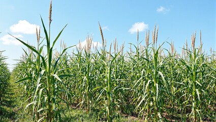 Fototapeta premium Fresh sugarcane in vibrant tropical field under clear blue sky