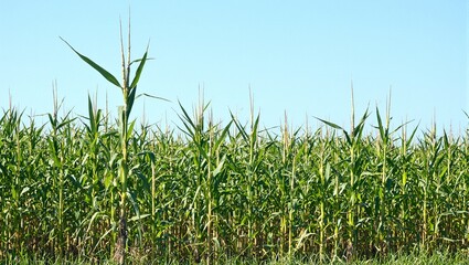 Naklejka premium Fresh sugarcane in vibrant tropical field under clear blue sky