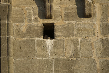 Two kestrel chicks appear at the nest entrance and look into the distance with big eyes