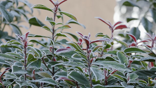 Siepe photinia red ricoperto di brina, cristalli di ghiaccio sul siepe nell'inverno