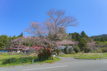 東岳のエドヒガンザクラ