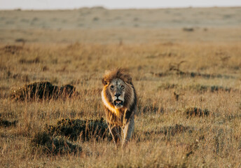 Male lion at sunrise in Maasai Mara National Reserve, Kenya 