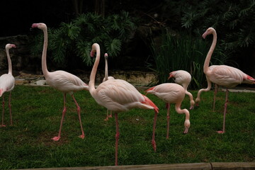 group of pink flamingos