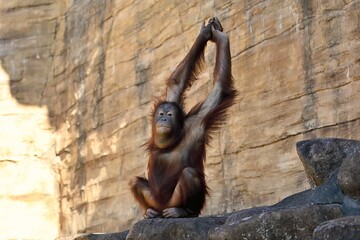 座って手を上に伸ばすオランウータン