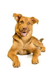 Obraz premium smiling dog in color