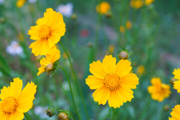 Coreopsis lanceolata, Lanceleaf Tickseed or Maiden eye on meadow, field blooming in summer. Nature, plant, floral background. Yellow flower lance leaved Coreopsis in bloom, close up, macro