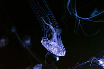 Group of Sanderia Malayensis, Amakusa Jellyfish swimming in aquarium pool with blue neon light....
