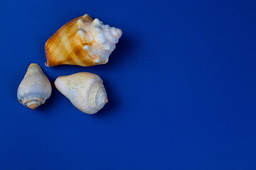 Three Shells on Blue Background