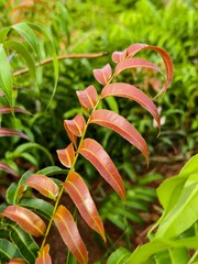 Kelakai plants (Stenochlaena Palustris) grow wild and abundantly in the tropical nature of Kalimantan © RMX IMG
