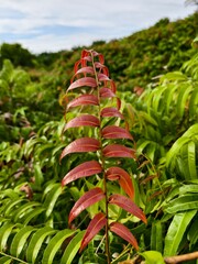 Kelakai plants (Stenochlaena Palustris) grow wild and abundantly in the tropical nature of Kalimantan © RMX IMG