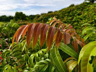 Kelakai plants (Stenochlaena Palustris) grow wild and abundantly in the tropical nature of Kalimantan © RMX IMG