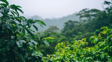 Obraz premium Animals Moving Through Jungle Vines with Misty Background