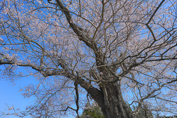 北館桜