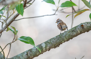 American tree sparrow perched on a tree branch with bright green leaves.