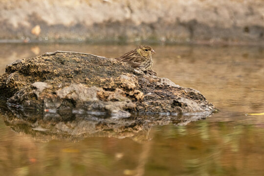 Verdecillo o ser&iacute;n verdecillo (Serinus serinus) en la piedra