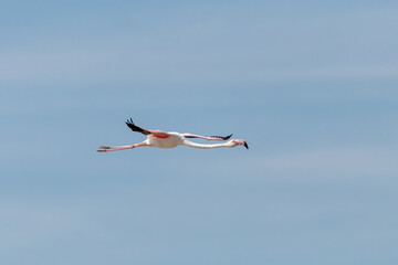 Pilado en vuelo un Flamenco común (Phoenicopterus roseus)