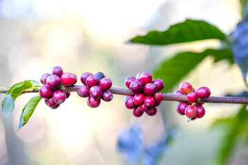 Coffee plant fruit red berry branch in coffee farm with fresh red and green coffee beans harvesting in mountain plantation, coffee beans trees agriculture and drinking beverages inndustry business.