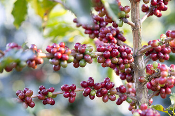 Coffee plant fruit red berry branch in coffee farm with fresh red and green coffee beans harvesting in mountain plantation, coffee beans trees agriculture and drinking beverages inndustry business.