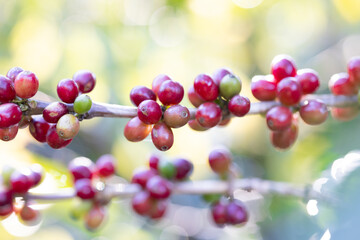 Coffee plant fruit red berry branch in coffee farm with fresh red and green coffee beans harvesting in mountain plantation, coffee beans trees agriculture and drinking beverages inndustry business.