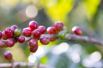 Coffee plant fruit red berry branch in coffee farm with fresh red and green coffee beans harvesting in mountain plantation, coffee beans trees agriculture and drinking beverages inndustry business.