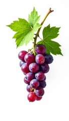 Single small grape vine branch isolated on white background, greenery, leafy