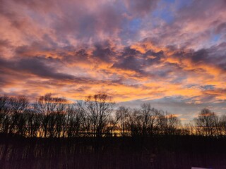 Obraz premium sunset driveway trees silhouette orange glow pink clouds