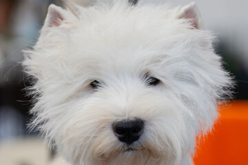 west highland white terrier, portrait