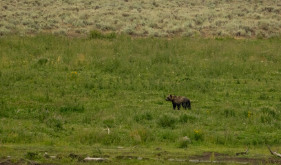 Naklejka premium Grizzly Bear Pauses In Open Meadow