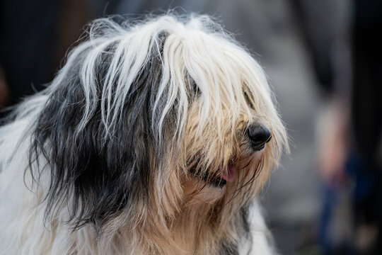 Polish Lowland Sheepdog