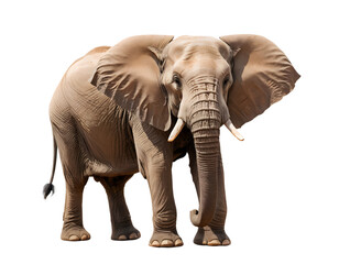 Fototapeta premium Majestic Elephant Against Transparent Background