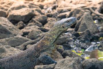 Komodo dragon in natural habitat, Komodo National Park, Indonesia. Varanus komodoensis