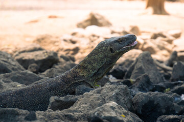 Komodo dragon in natural habitat, Komodo National Park, Indonesia. Varanus komodoensis