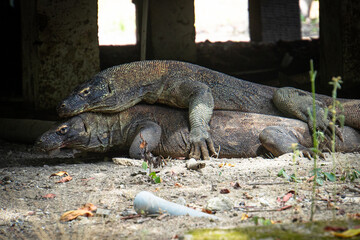 Obraz premium Komodo dragon in natural habitat, Komodo National Park, Indonesia. Varanus komodoensis
