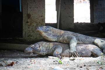 Komodo dragon mating, Komodo National Park, Indonesia. Varanus komodoensis