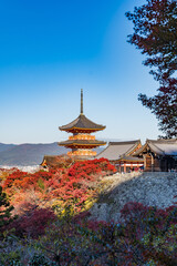 Obraz premium 京都の清水寺と紅葉
