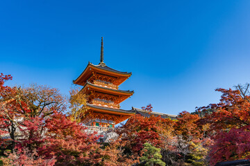 Naklejka premium 京都の清水寺と紅葉