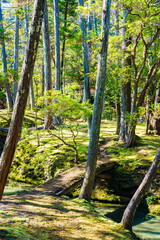 京都の苔寺、西芳寺の紅葉の日本庭園