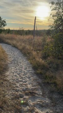 Sunset Hiking Path. A beautiful sandy path winding through the golden landscape of Bastrop State Park, illuminated by the warm glow of the sunset. Perfect for outdoor inspirational content with text o