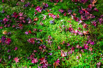 京都の苔寺、西芳寺の紅葉の日本庭園