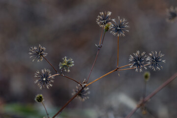 厄介者のコセンダングサ01