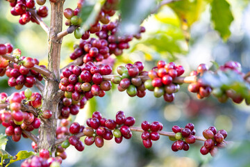 Coffee plant fruit red berry branch in eco coffee farm with fresh red and green coffee beans harvesting in mountain plantation, coffee beans trees agriculture and drinking beverages industry business.