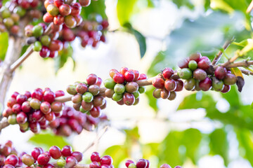 Coffee plant fruit red berry branch in eco coffee farm with fresh red and green coffee beans harvesting in mountain plantation, coffee beans trees agriculture and drinking beverages industry business.