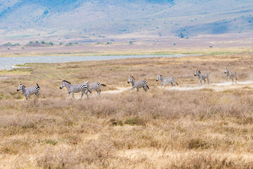 タンザニアのンゴロンゴロ保全地域のシマウマ