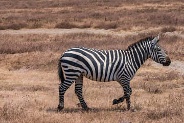Naklejka premium タンザニアのンゴロンゴロ保全地域のシマウマ